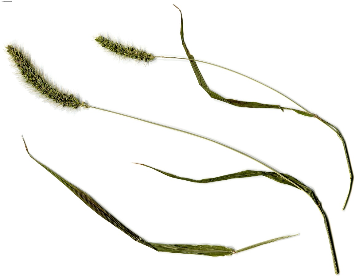 Setaria verticillata var. ambigua (Poaceae)